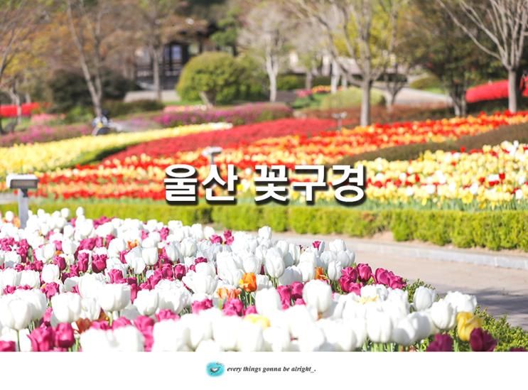 부산근교 당일치기 꽃구경 울산대공원 튤립 울산 슬도 유채꽃