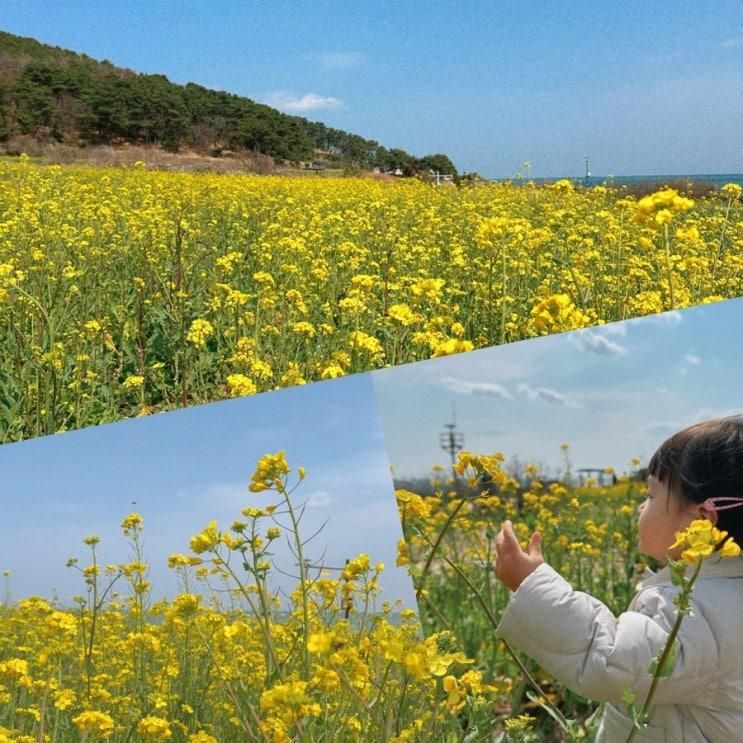 부산 근교 가볼만한곳 울산 슬도 유채꽃 봄꽃 여행