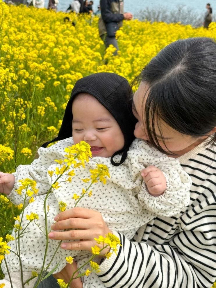 (울산) 유채꽃밭이 예쁜 슬도, 울산에 이런곳이 있었다니