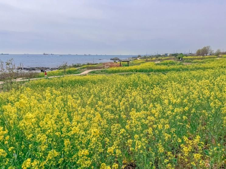 울산 슬도 유채꽃 노란물결 바람에 흔들흔들