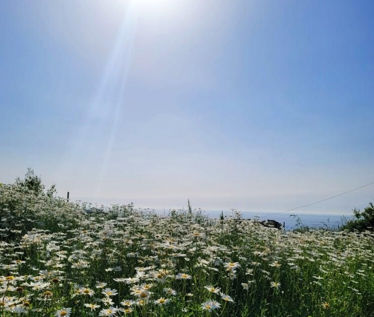 울산 슬도 방어진 샤스타데이지꽃