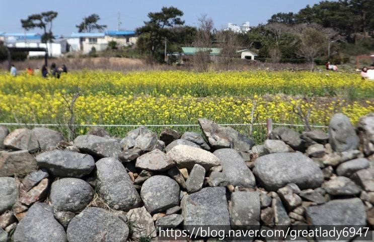 울산 슬도 유채꽃, 제주도 안 가도 될 정도