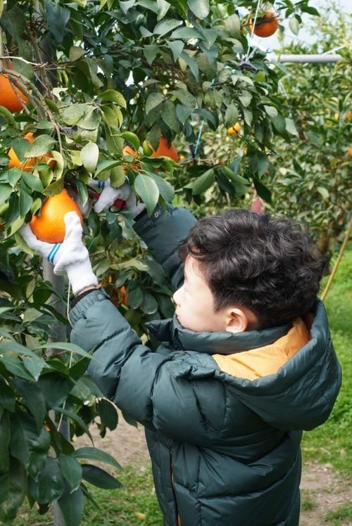 거제 아이와 가볼 만한 곳 새콤달콤농장(황금향따기)