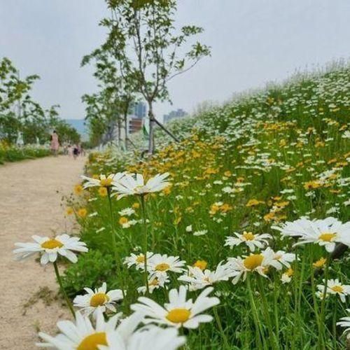 양산 디자인공원 장미 대신... 금계국 부산근교 아이랑 가볼만한곳