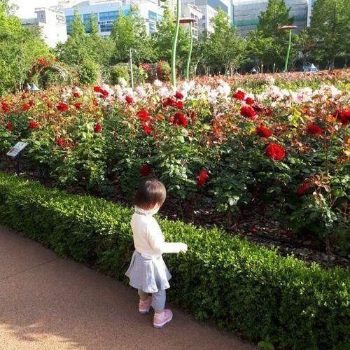 부산 정관 윗골공원 장미... 나들이 양산근교 아이랑 가볼만한곳