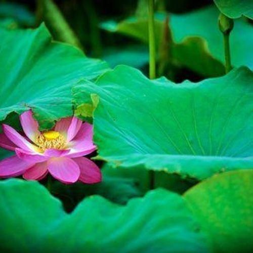 고성 6월 꽃구경 가볼만한곳 & 경남 고성 아이와 가볼만한곳 ...