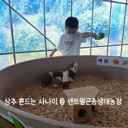 수원 근처 아이 데리고 가기 좋은곳 : 센트럴 곤충 생태농장 (화성)