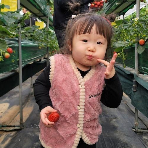 딸기따기 체험 화성 아기농부에서 맛있는 즐거움