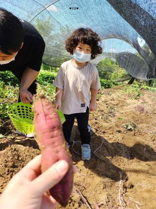 화성 아기농부 아이랑 고구마캐기 샤인머스캣따기 체험형 농장