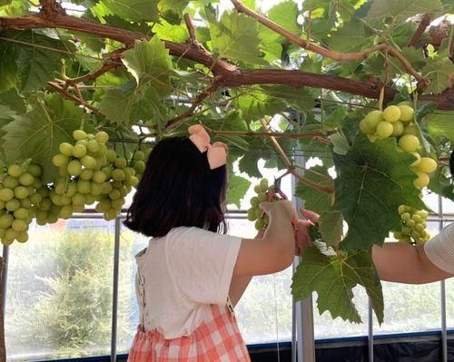 경기도 화성 아이와 가볼만한곳, '아기농부' 샤인머스켓...