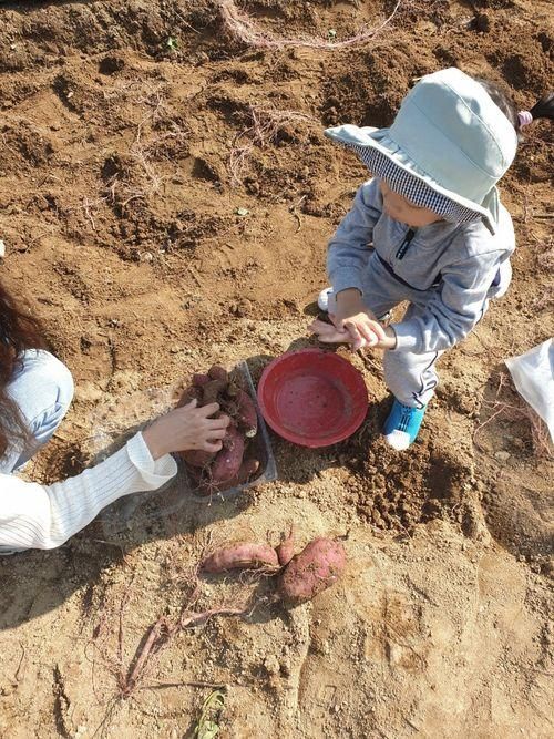 고구마캐기 체험 화성 아기농부 방문기(딸기체험, 포도체험...