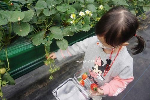 경기도 딸기체험 화성 아이와 가볼만한곳 아기농부