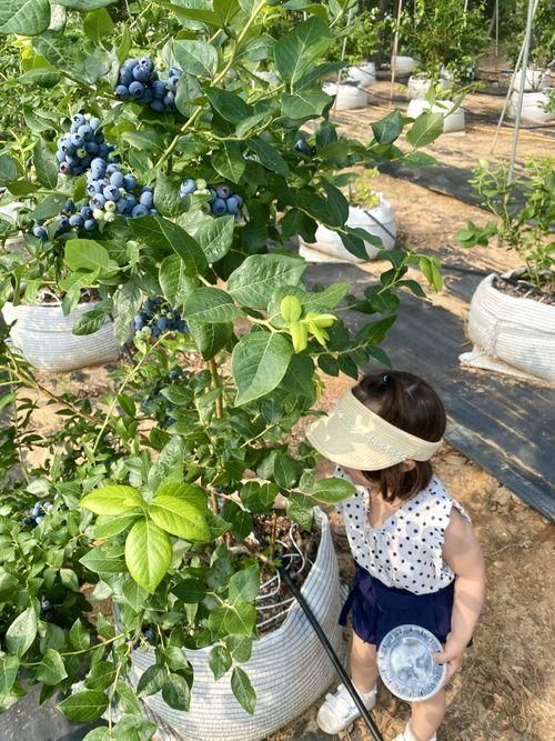 아이와 함께한 [화성-아기농부 블루베리 수확체험]