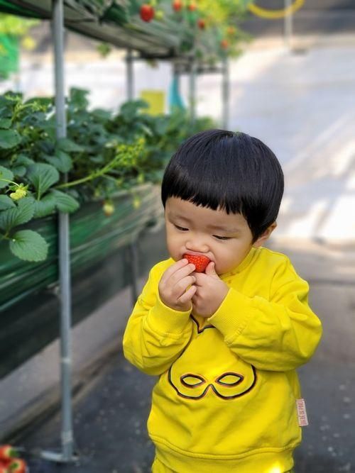 딸기체험 화성 아기농부, 24개월미만무료 / 모래놀이...