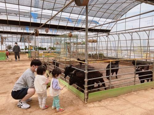 화성 아이와 가볼만한곳) 딸기체험농장 아기농부!...