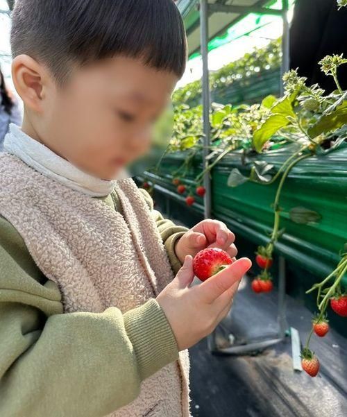 [경기도 화성] 4계절 체험 농장 아기농부 (딸기농장/동물먹이주기)