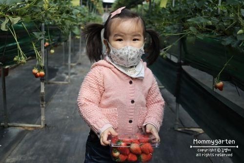 화성 아기농부 딸기체험농장 이마트 문화센터 외부제휴로...