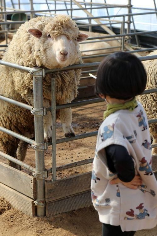 [아이와 갈만한곳] 화성아기농부 딸기체험과 동물먹어주기