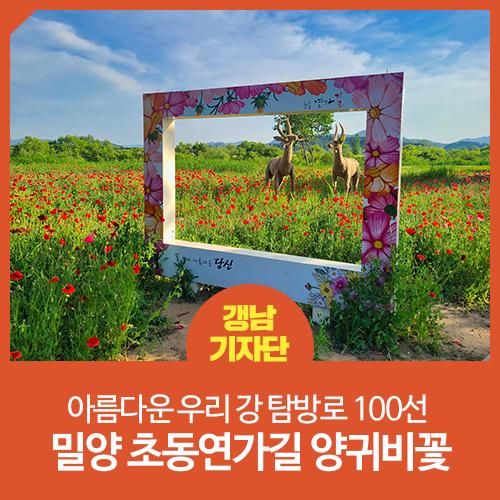 국토부 아름다운 우리 강 탐방로 100선 초동연가길 양귀비꽃