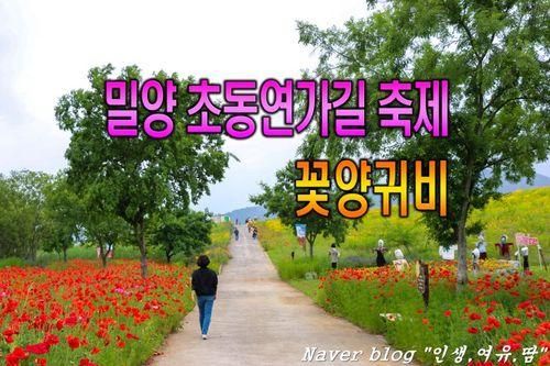 밀양 초동연가길축제, 양귀비꽃길, 금계국, 밀양여행