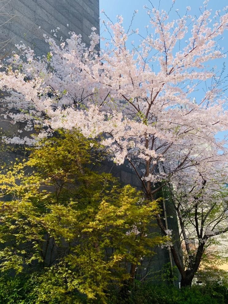 벚꽃과 프리츠 커피 카페다오의 아메리카노와 투파인드피터