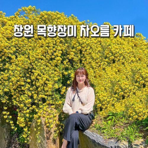 창원 마산 차오름 카페 노란 목향장미 가득한 핫플 명소