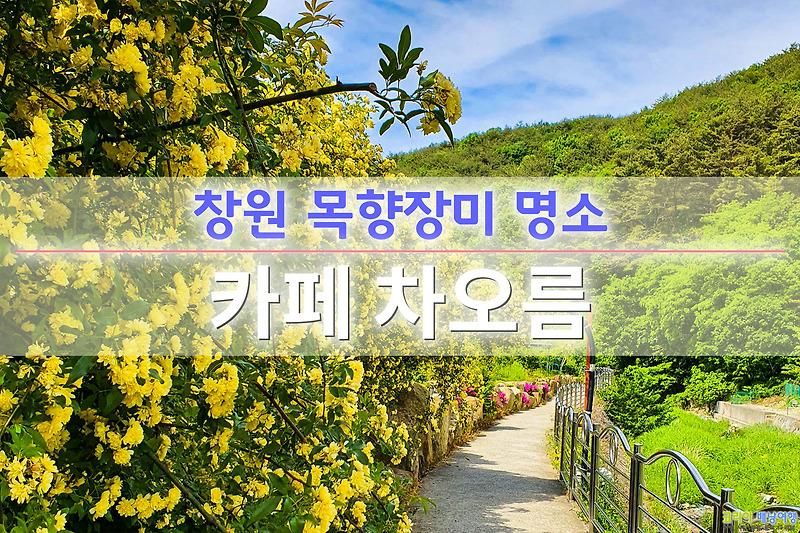 코리아배낭여행 :: 창원 목향장미 활짝 핀 카페 차오름 5월 마산...