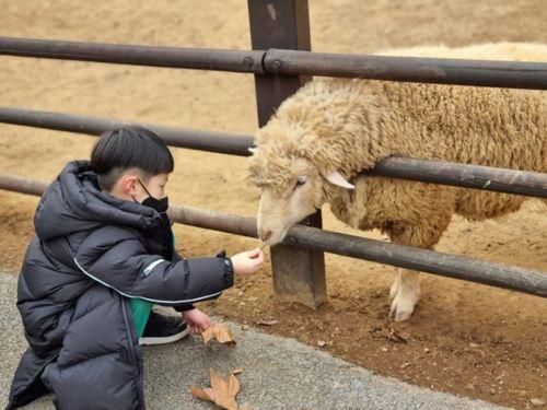 인천 아이랑 늘솔길공원 양떼목장 / 주말에 서울 근교 양떼목장