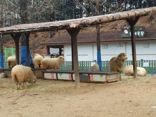 논현동 늘솔길공원 양떼목장 (아이랑 / 가족이랑 나들이...