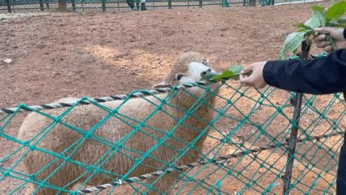 [인천] 늘솔길공원 양떼목장 주차팁 그늘막 텐트