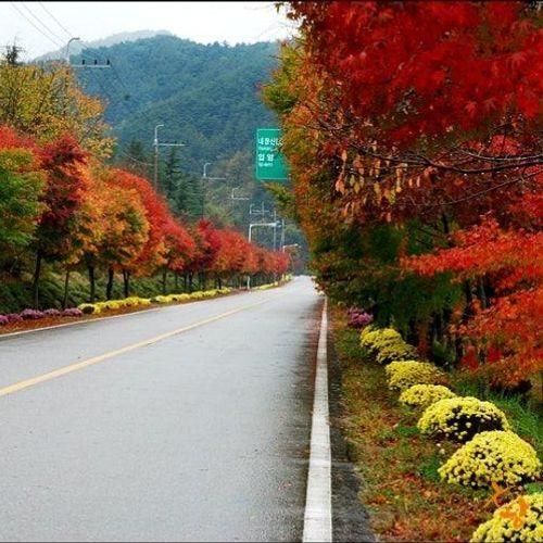 [내장산] 정읍 내장산 단풍축제에 초대 합니다.