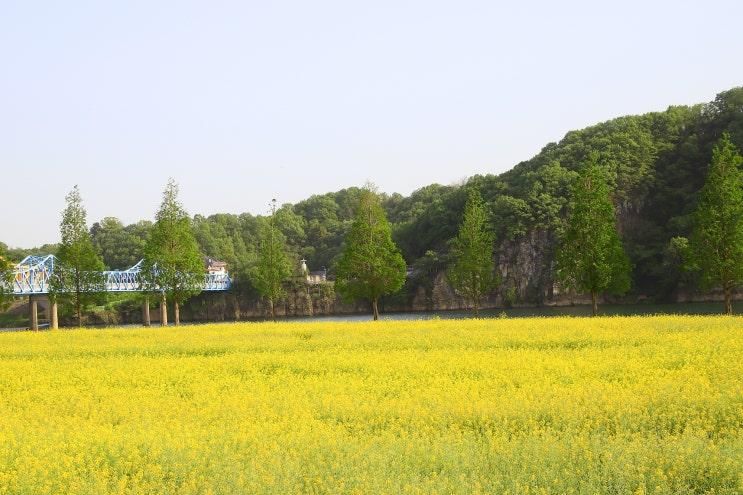 창녕, 남지, 유채밭