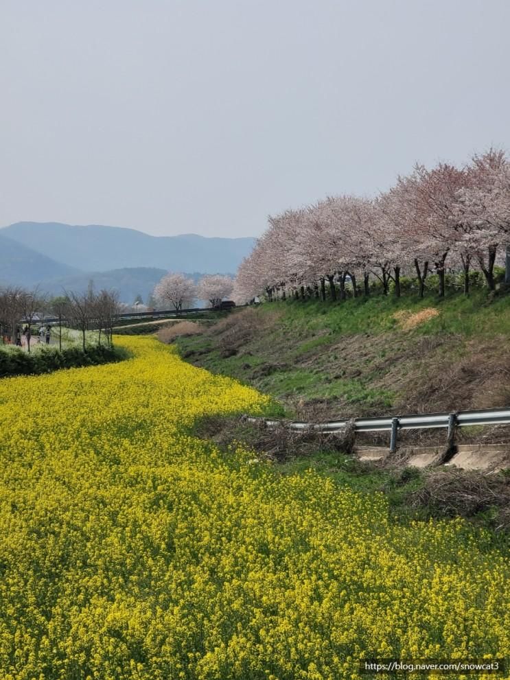 창녕 남지유채밭(남지체육공원) 개화상황