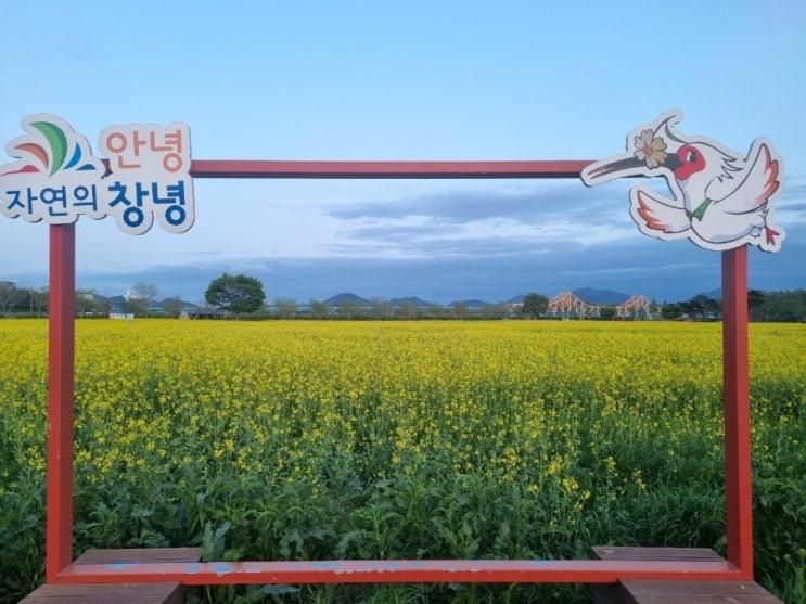 [창녕여행] 남지 유채밭과 남지철교