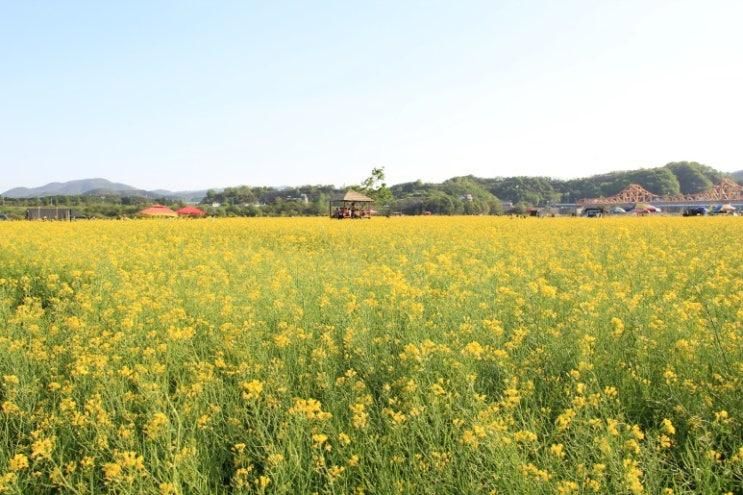 창녕 남지 유채꽃축제 일정. 주차. 행사 프로그램. 전동 열차....