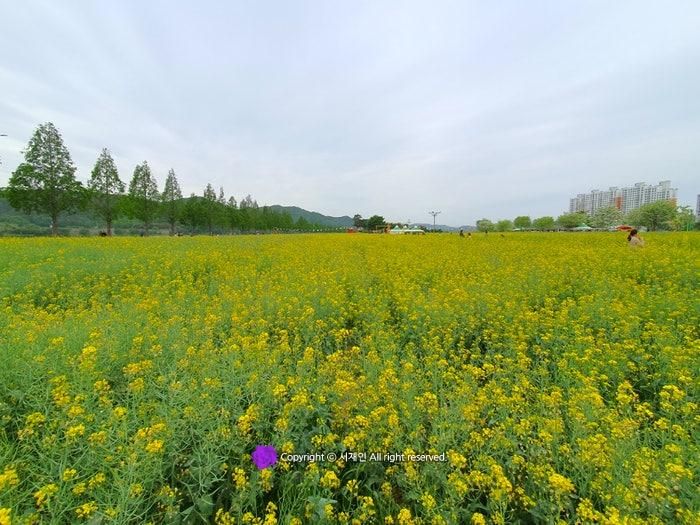 창녕 남지 유채꽃밭 대구근교 가볼만한곳 유채꽃 명소봄꽃 명소♪