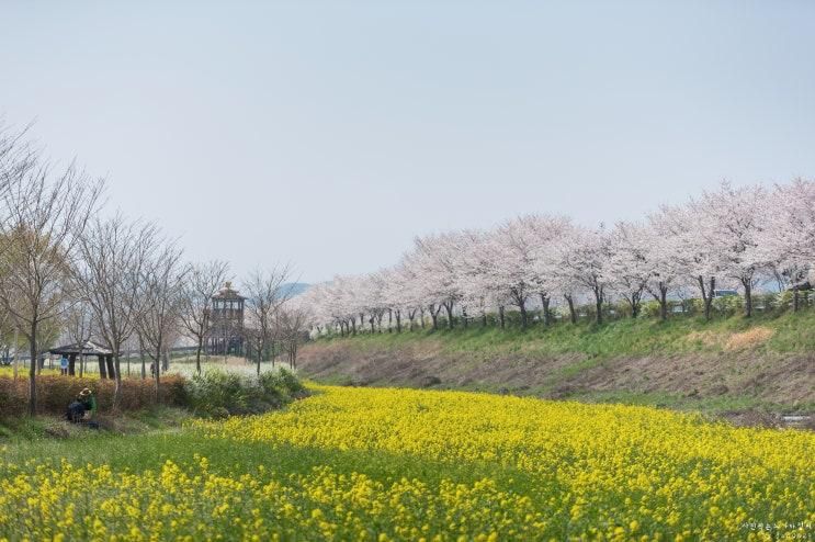 [경남/창녕] 창녕 남지 개비리길 수양벚꽃, 남지유채꽃