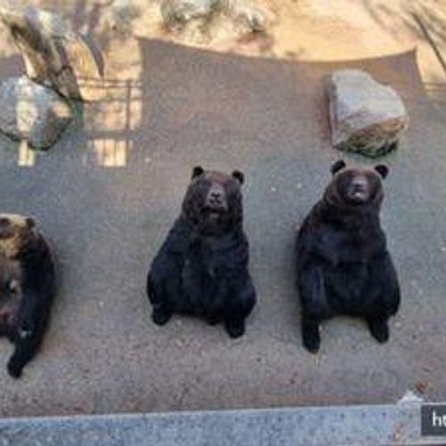 세종 베어트리파크 동물원이 있는 수목원 단풍축제 여행 곰...