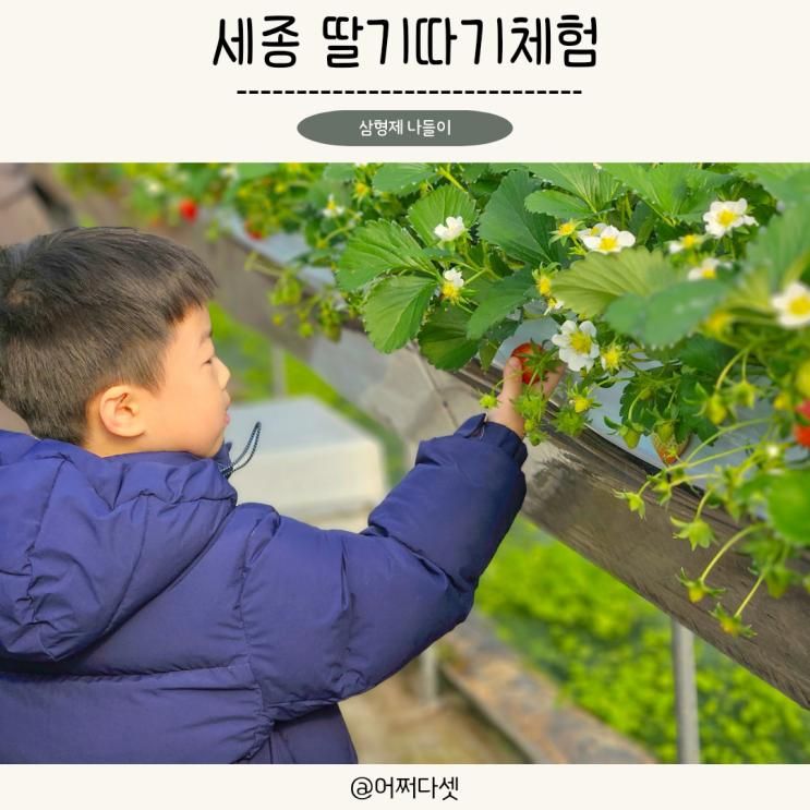 대전 세종딸기체험 행복한농장 아이랑 가볼만한곳