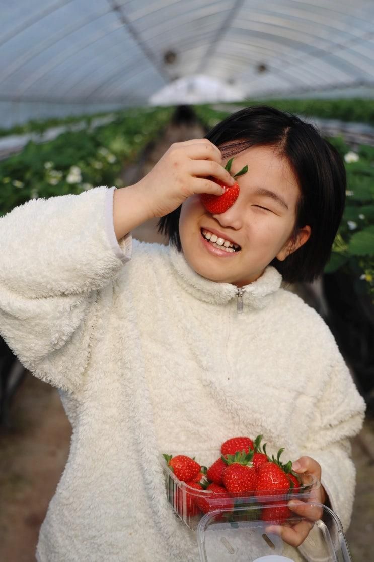 딸기 체험 농장 세종시 행복한농장 아이와 세종 가볼만한곳 추천