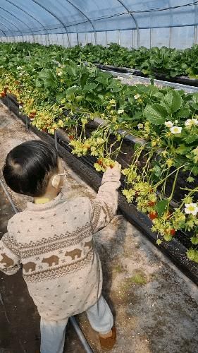 대전근교 아이랑, 세종 행복한 농장 딸기체험