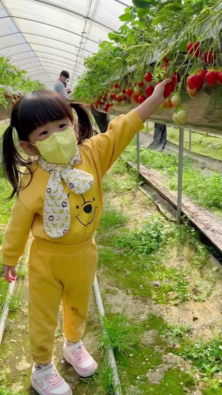 세종 아이랑 가볼만한 곳... 딸기농장 딸기체험 행복한농장