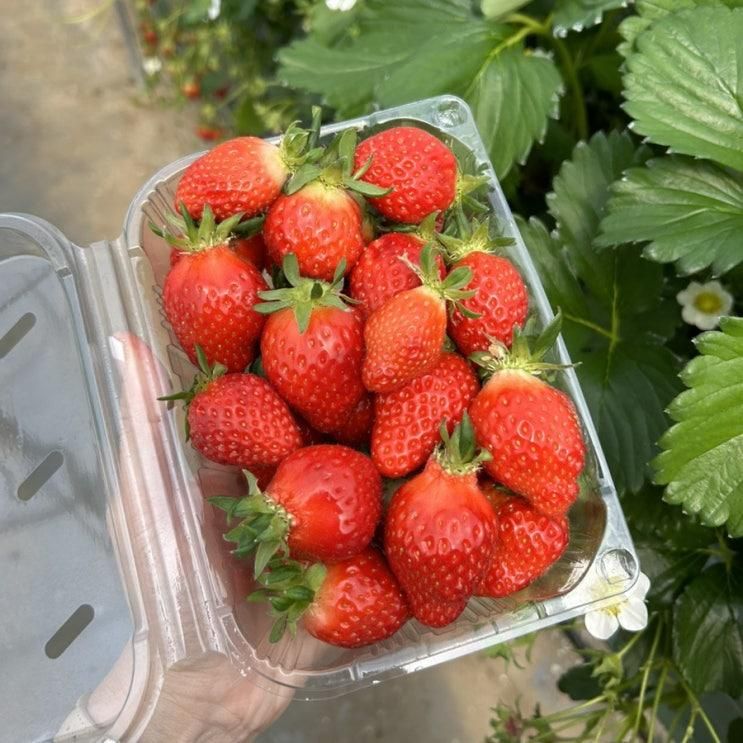 세종 / 행복한농장 딸기체험