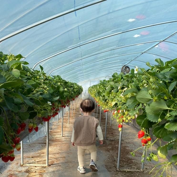 아이랑 여행 딸기체험농장 :) 세종 행복한농장