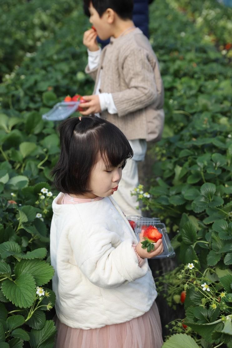 대전 딸기체험 세종 행복한농장