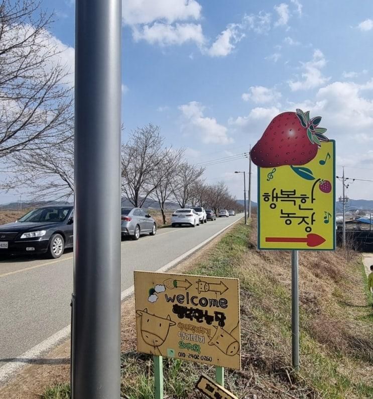 대전 근교 아이와 함께 딸기 따기 체험 세종 '행복한 농장'