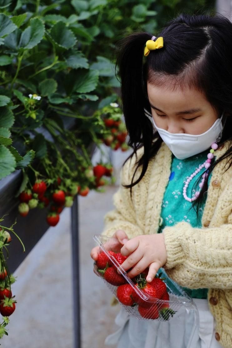 세종 가볼만한곳 행복한 농장 딸기체험