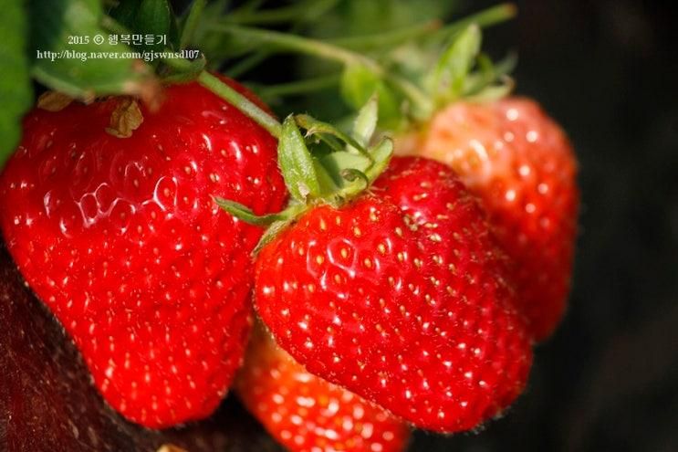 딸기체험농장추천 : 세종 행복한농장 버라이어티한 체험이 가득
