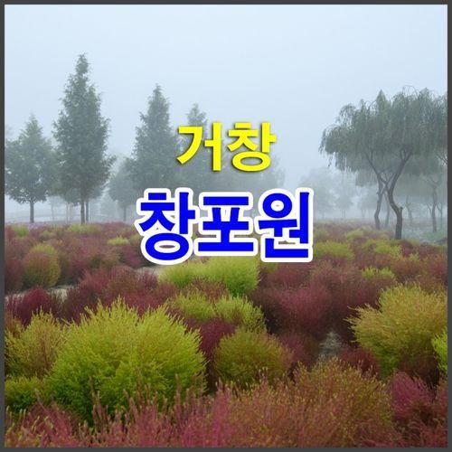 경남 가을여행지 거창 창포원 댑싸리 코스모스 국화 새벽 풍경