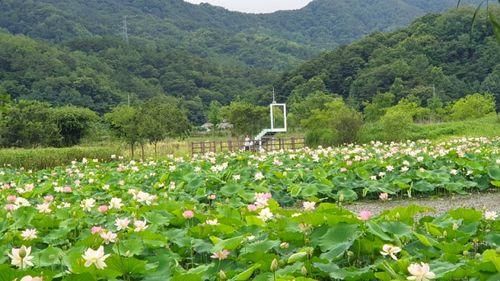 거창창포원의 여름풍경--배인주 기자